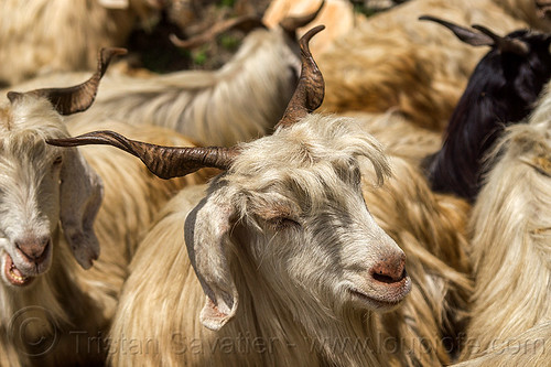 long-haired goats - wild, capra aegagrus hircus, changthangi, herd, pashmina, wild goats, wildlife