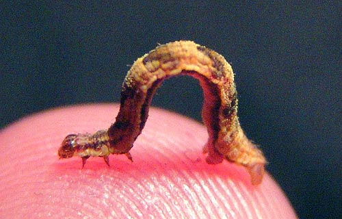 looper - inchworm (geometridae insect larva), brown, closeup, finger, geometridae, inchworm, insect, larva, looper, measuring worm, moth, tiny, wildlife