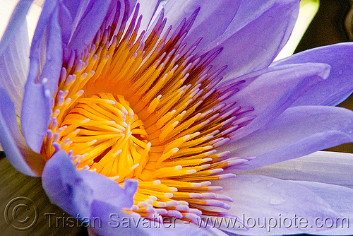 lotus flower - close-up, closeup, floating, lotus flower, plants, pond, purple, tropical, water lily, yellow