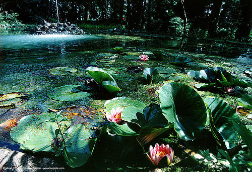 lotus flowers and leaves on pond, château du rouët, leaves, lotus flowers, plants, pond, water lily