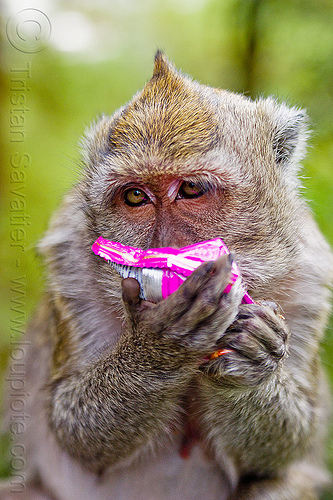 macaque monkey eating junk food, crab-eating macaque, junk food, macaca fascicularis, macaque monkey, plastic bag, plastic packaging, plastic trash, single use plastics, wild, wildlife