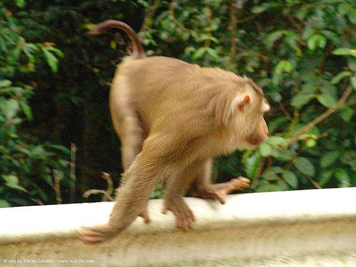 macaque monkey on road railing (thailand), macaque monkey, wildlife