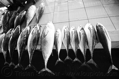 mackerel and tuna - fish market, borneo, fish market, fishes, food, fresh fish, mackerel, malaysia, raw fish, seafood
