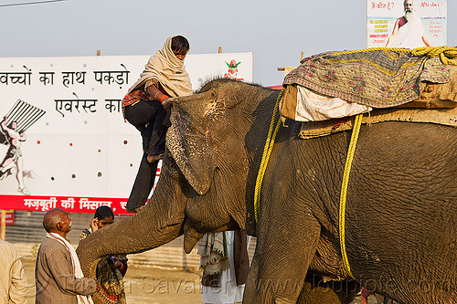 mahout climbing on elephant trump (india), asian elephant, climb, climbing, elephant riding, elephant trump, hindu pilgrimage, hinduism, kumbh mela, mahout, man
