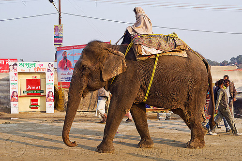 mahout riding his elephant (india), asian elephant, elephant riding, hindu pilgrimage, hinduism, kumbh mela, mahout, men