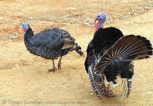 male turkey bird trying to impress female - courtship - vietnam, bronze turkey, courtship, domestic turkey, galliformes, gobbler, hen, meleagris gallopavo, poultry, turkey birds