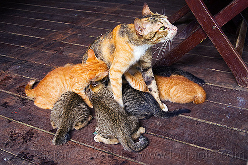 mamma cat nursing her kittens - tabby kittens, borneo, breastfeeding, cats, ginger kitten, kittens, mackerel tabby, malaysia, mother, nursing, suckling, tabby cat