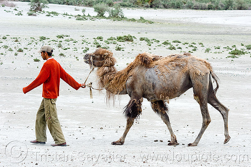 man and camel - nubra valley - ladakh (india), camel herd, double hump camel, hundar, ladakh, nubra valley, sand