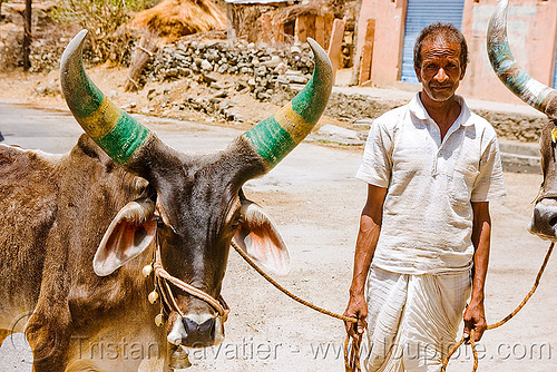 man and kankrej cow with big horns - ox (india), farmer, kankrej cows, man, oxes, painted, road, ropes, udaipur