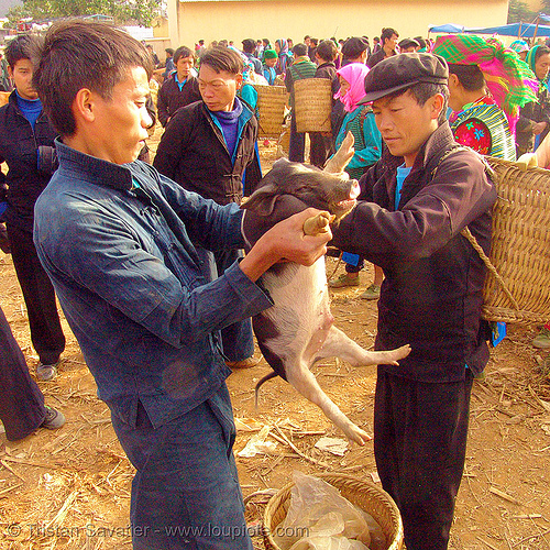 man checking piglet at the market - vietnam, hill tribes, indigenous, men, mèo vạc, pig, piglet