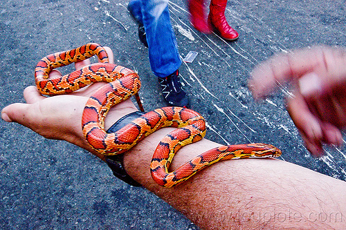 man holding pet corn snake - folsom street fair, arm, corn snake, crawling, hand, man, orange, pantherophis guttatus guttatus, pet snake, red rat snake, red snake, undulating, undulation, wildlife