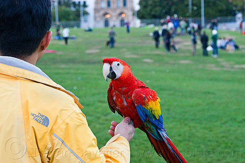man holding scarlet macaw parrot, ara macao, bird, colorful, man, parrot, psittacidae, red, scarlet macaw