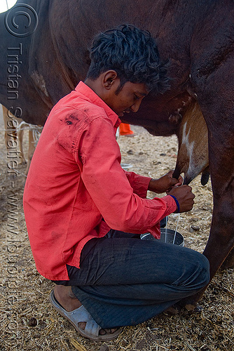 man milking cow (india), ajanta, cow, farmer, man, milking