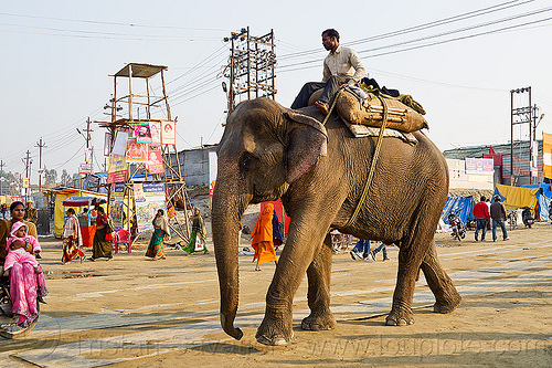 man riding his elephant at kumbh mela 2013 (india), asian elephant, elephant riding, hindu pilgrimage, hinduism, kumbh mela, mahout, man