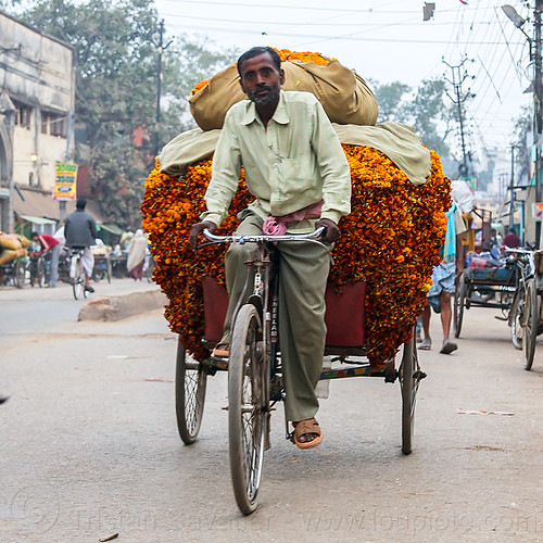 man transporting load of marigold flower on freight tricycle (india), bag, cargo tricycle, cargo trike, flower offerings, freight tricycle, freight trike, heavy, load bearer, man, marigold, moving, orange color, orange flowers, riding, transport, transportation, transporting, varanasi, wallah