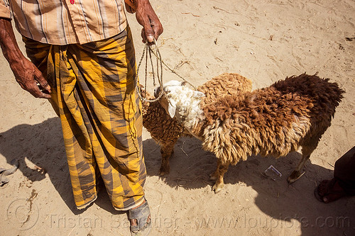 man with brown sheep (india), cattle market, farmer, leash, ropes, sheep, west bengal