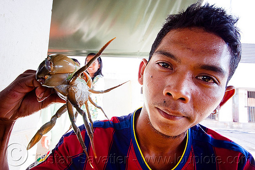 man with crab, borneo, fish market, food, malaysia, man, merchant, portunidae, seafood, swimmer crab, vendor