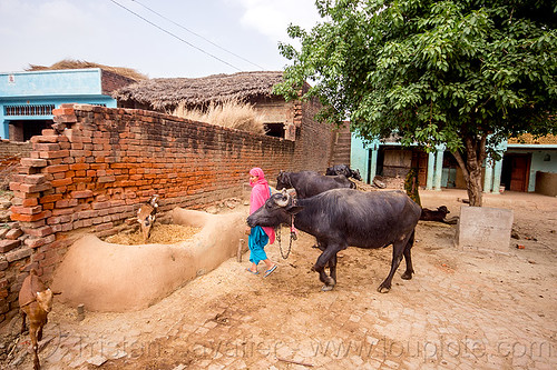 mangers made of dry mud in indian village, adobe floor, brick wall, cows, earthen floor, goats, khoaja phool, manger, sari, village, water buffaloes, woman, खोअजा फूल