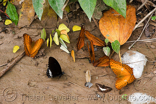 many butterflies (laos), butterflies, insects, wildlife
