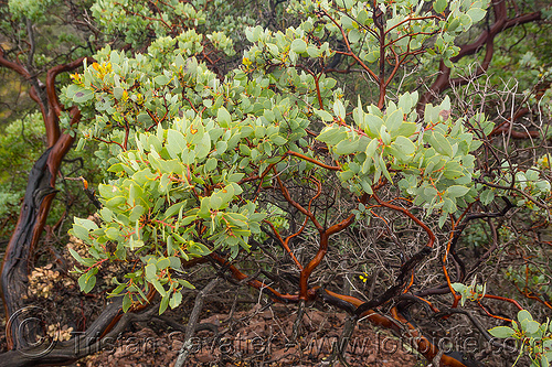 manzanita shrub - arctostaphylos (california), arctostaphylos, branches, leaves, manzanita, pinnacles national park, plants, shrub