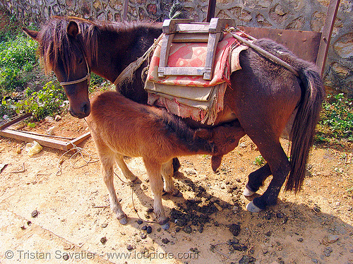 mare and foal - baby horse nursing (vietnam), baby animal, baby horse, foal, horseback riding, mare, mother, nursing, pack animal, pack horse, suckling, vietnamese hmong horse, working animal