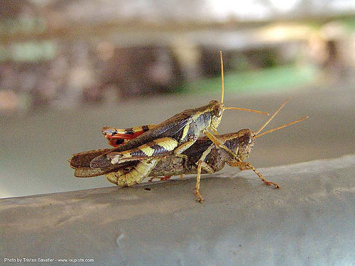mating grasshoppers (thailand), closeup, criquets, grasshoppers, insects, mating, wildlife