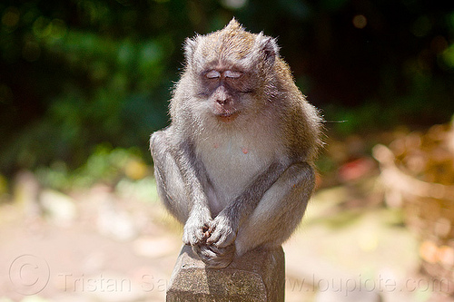 meditating macaque monkey sitting on pole, bali, eyes closed, forest, macaque monkey, meditating, meditation, rainforest, sitting, wild monkey, wildlife