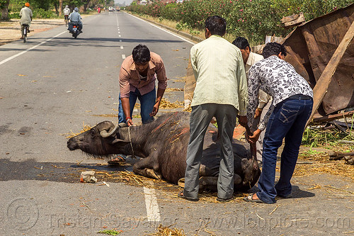 men helping injured water buffalo after truck accident (india), accident, cow, crash, hay, injured, laying down, men, road, water buffalo