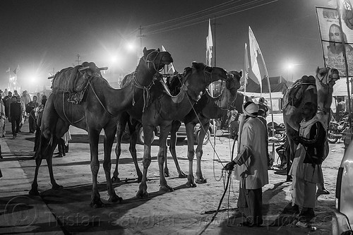 men with four camels on street at night (india), double hump camels, hindu pilgrimage, hinduism, kumbh mela, men, night