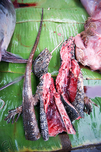 monitor lizard meat, bushmeat, giant lizard, lizard meat, luang prabang, meat market, meat shop, monitor lizard, raw meat, varanidae, varanus