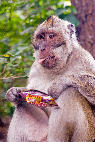 monkey and junkfood, crab-eating macaque, junk food, macaca fascicularis, macaque monkey, plastic bag, plastic packaging, plastic trash, single use plastics, sticking out tongue, sticking tongue out, wild, wildlife