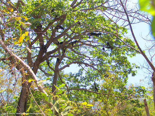 mono monkeys in tree, costa rica, monkey, mono monkeys, tree, wildlife