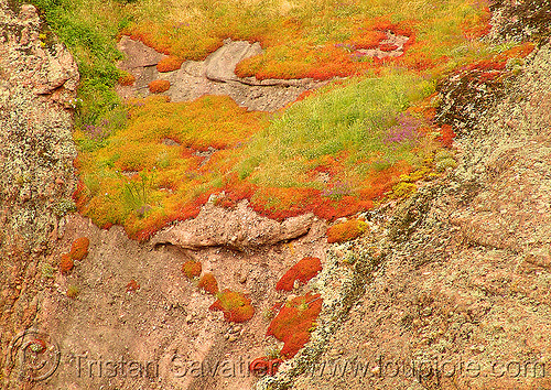 moss on rock near belogradchik (bulgaria), grass, moss, rock, българия
