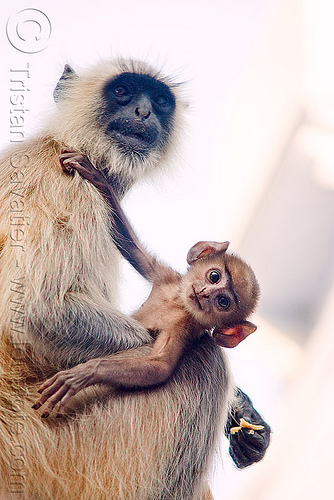 mother and baby monkey - langur monkeys - udaipur (india), baby animal, baby monkey, black-faced monkey, ears, gray langur, mother, semnopithecus entellus, udaipur, wildlife