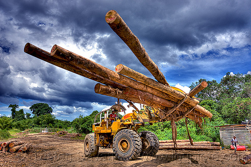 moving tree logs - caterpillar 966c with logging fork, at work, borneo, cat 966c, caterpillar 966c, clouds, cloudy sky, deforestation, environment, front loader, logging camp, logging forks, malaysia, tree logging, tree logs, tree trunks, wheel loader, working, yellow