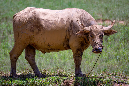 muddy water buffalo, cow, muddy, tana toraja, water buffalo