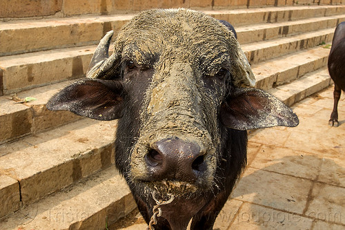 muddy water buffalo cow (india), chain, cow nose, cow snout, dirty nose, ghats, head, lip piercing, mud, muddy, steps, varanasi, water buffalo