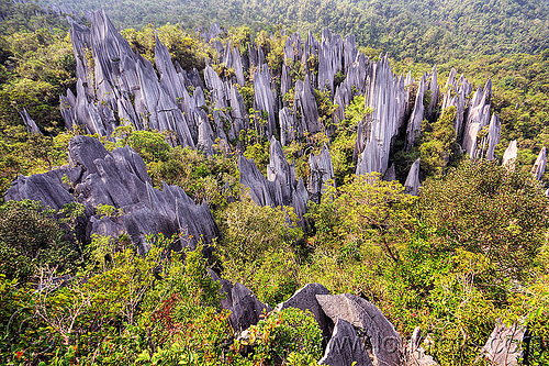 mulu pinnacles (borneo), borneo, erosion, geology, gunung mulu national park, jungle, landscape, limestone, malaysia, pinnacles, rain forest, rock