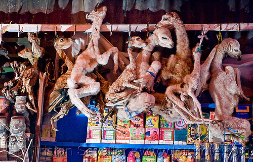 mummified llama fetuses - witch market - la paz (bolivia), bolivia, dead, dried, dry, fetus, hanging, la paz, llamas, offerings, shop, street market, witch market