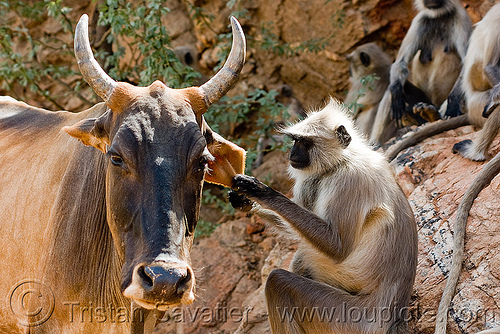 mutualism - monkey curing cow's ear (india), black-face monkey, cow, ears, gray langur, mutualism, semnopithecus entellus, symbiosis, wildlife