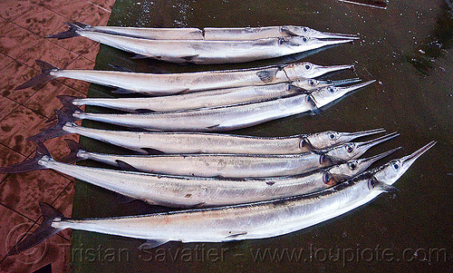 needlefish in fish market (borneo), belonidae, borneo, fish market, fishes, fresh fish, lahad datu, malaysia, needlefish, raw fish, stall