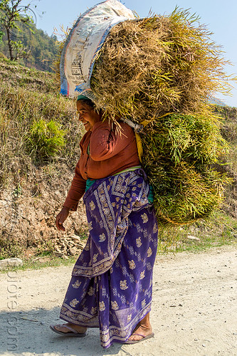 nepali woman carrying bundle of hay (nepal), bundle, carrying, grass, hay, walking, woman
