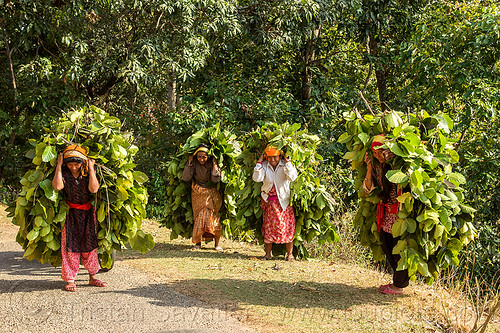 nepali women carrying bundles of leaves (nepal), carrying, leaves, nuwakot, road, walking, women