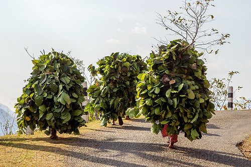 nepali women carrying bundles of leaves - walking on road (nepal), carrying, leaves, nuwakot, road, walking, women