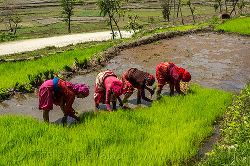 nepali women transplanting rice seedings (nepal), agriculture, rice fields, rice nursery, rice paddies, terrace farming, terraced fields, transplanting rice, women, working