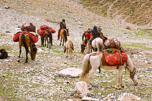nomads with horses - drass valley - leh to srinagar road - kashmir, caravan, dras valley, drass valley, horseback riding, kashmir, kashmiri gujjars, mountains, muslim, nomads, pack animal, pack horses, road, zoji la, zoji pass, zojila pass