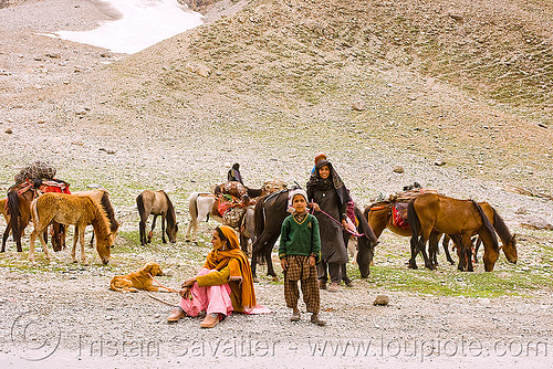 nomads with horses - leh to srinagar road - kashmir, caravan, dras valley, drass valley, kashmir, kashmiri gujjars, mountains, muslim, nomads, pack animal, pack horses, road, zoji la, zoji pass, zojila pass