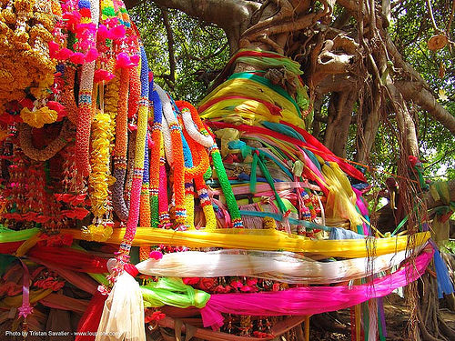 ผ้าแพรเจ็ดสี ต้นไทร พิมาย - offerings - giant banyan tree (near phimai) - thailand, banyan tree, colorful, offerings, ต้นไทร, ผ้าแพรเจ็ดสี, พิมาย