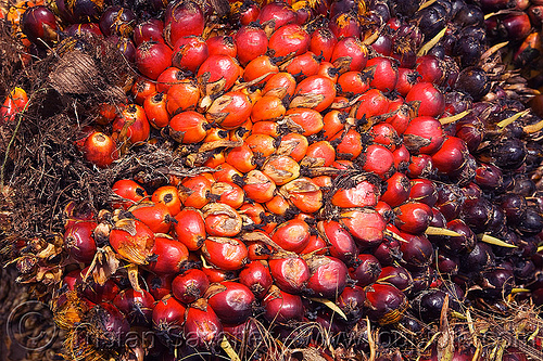 oil palm fruit, african oil palm, agro-industry, borneo, bunches, elaeis guineensis, malaysia, oil palm fruit, tenera