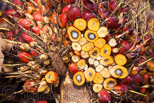 oil palm fruit, african oil palm, agro-industry, borneo, bunches, cut, elaeis guineensis, malaysia, oil palm fruit, palm kernel oil, section, tenera